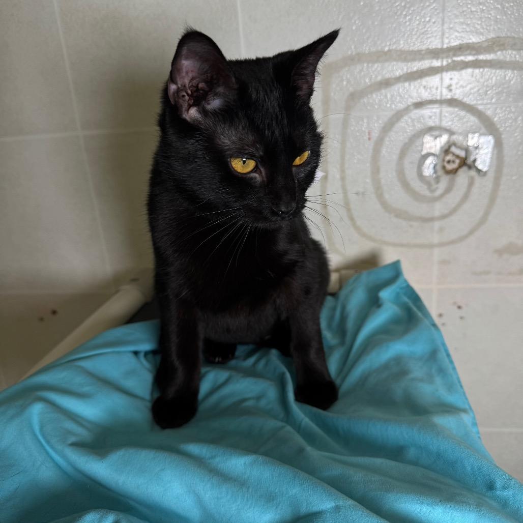 Enlarge Fable, a Adoptable Domestic Short Hair in Franklin, NC image 5/5