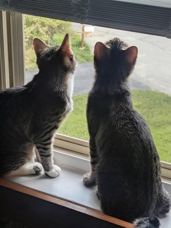 Enlarge Ivy & Poppy, a Adopted Domestic Short Hair in Acushnet, MA image 3/6