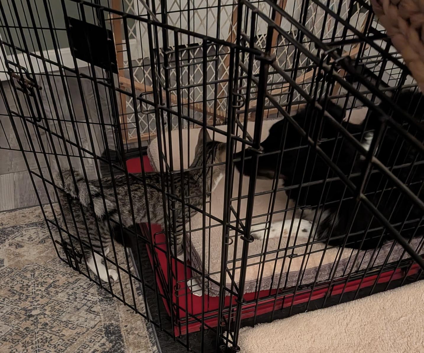 Enlarge Ivy & Poppy, a Adopted Domestic Short Hair in Acushnet, MA image 2/6