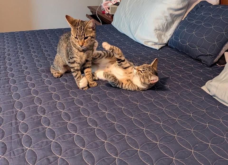 Enlarge Ivy & Poppy, a Adopted Domestic Short Hair in Acushnet, MA image 6/6