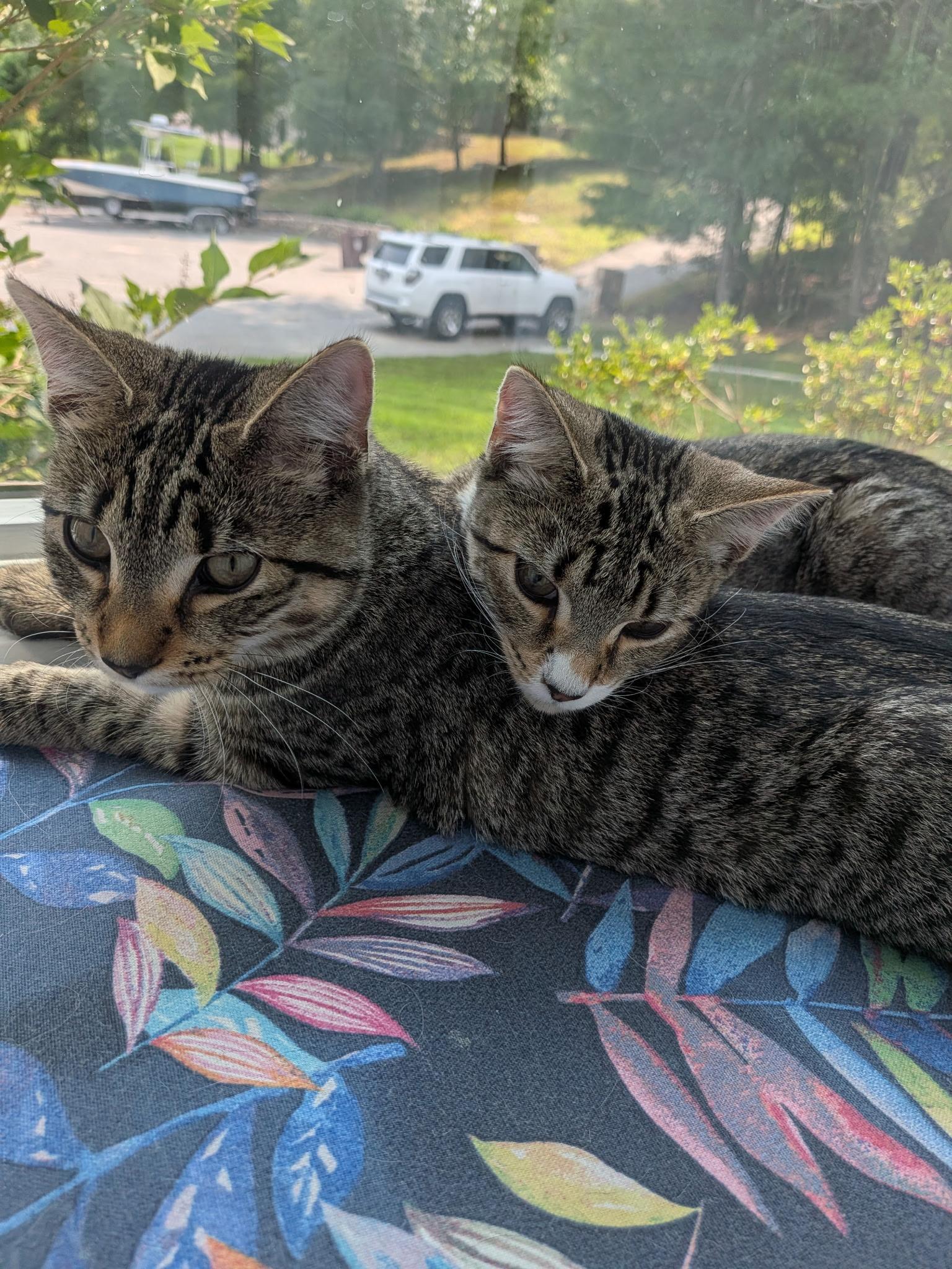 Ivy & Poppy, Adopted, Kitten Female Domestic Short Hair.