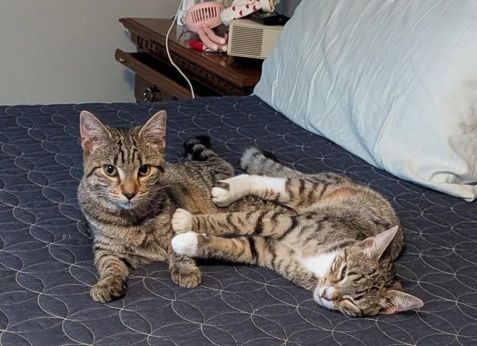 Enlarge Ivy & Poppy, a Adopted Domestic Short Hair in Acushnet, MA image 5/6