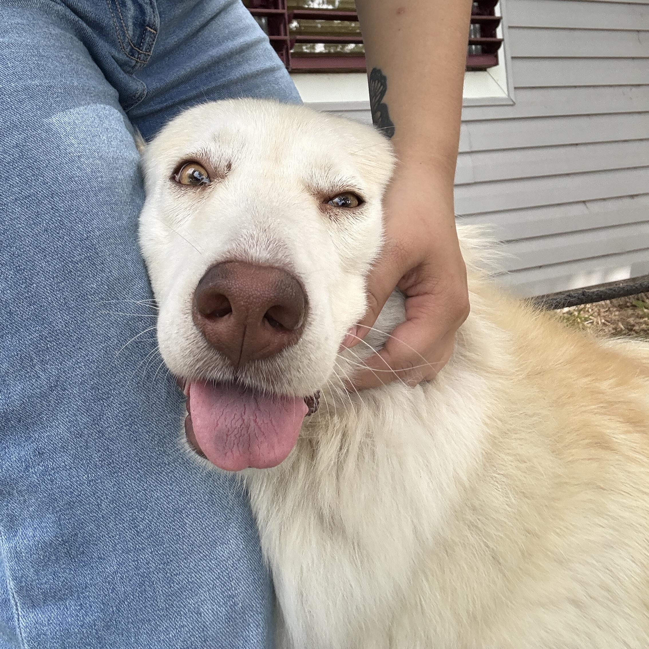Enlarge Akira, a Adoptable mixed breed in CANTON, OH image 2/6