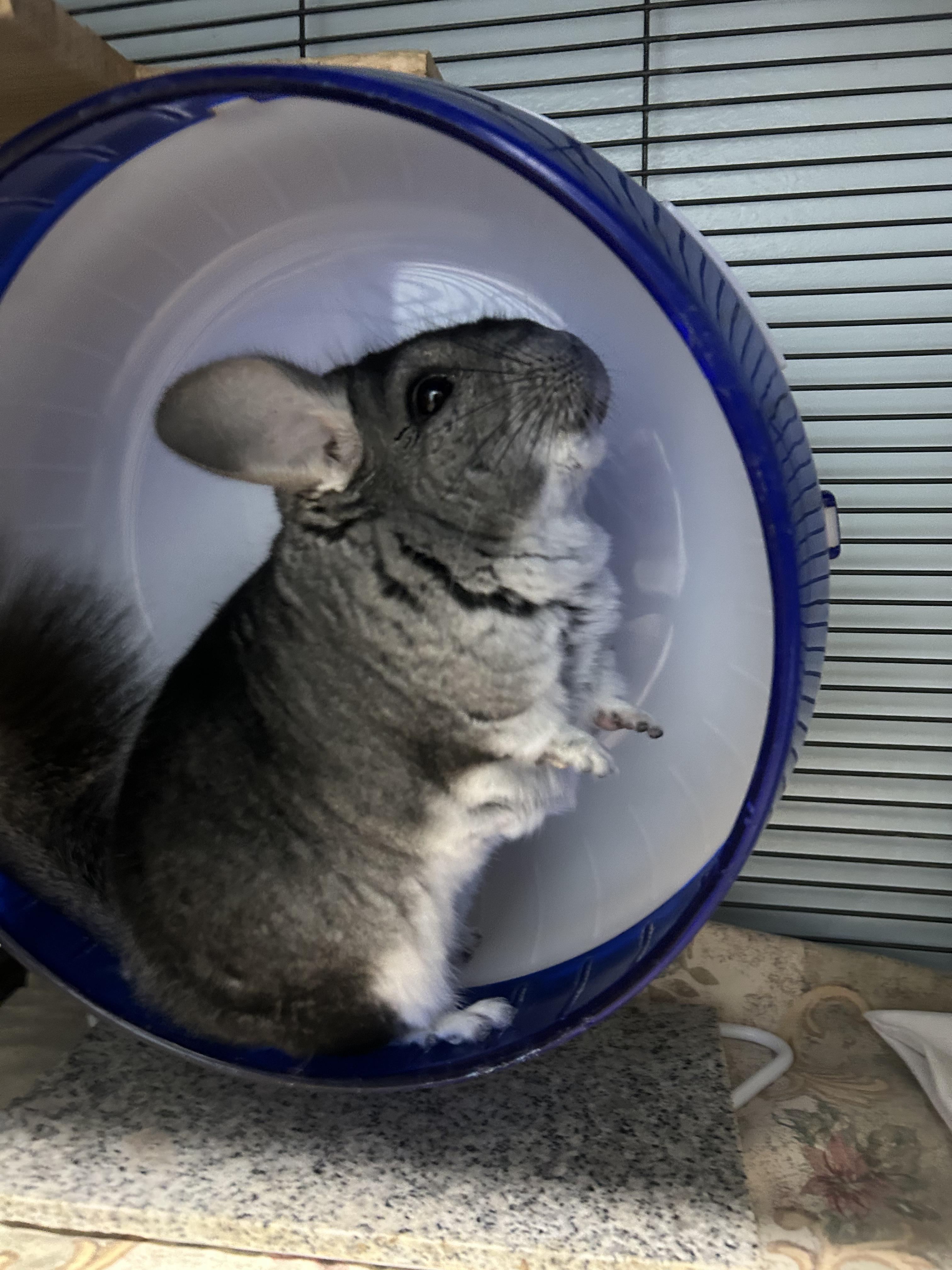 Seymour, a Adoptable Chinchilla in Edgewood, MD image 2/5