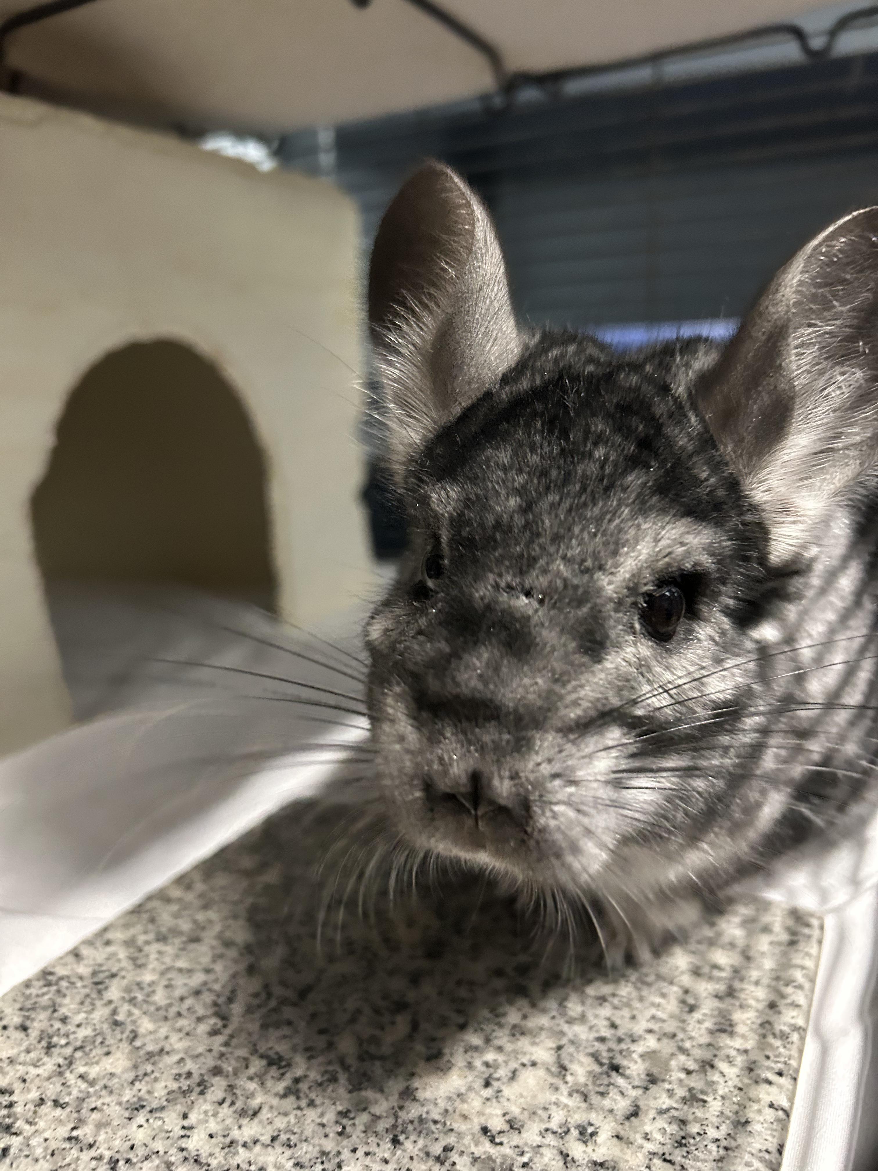 Seymour, a Adoptable Chinchilla in Edgewood, MD image 3/5