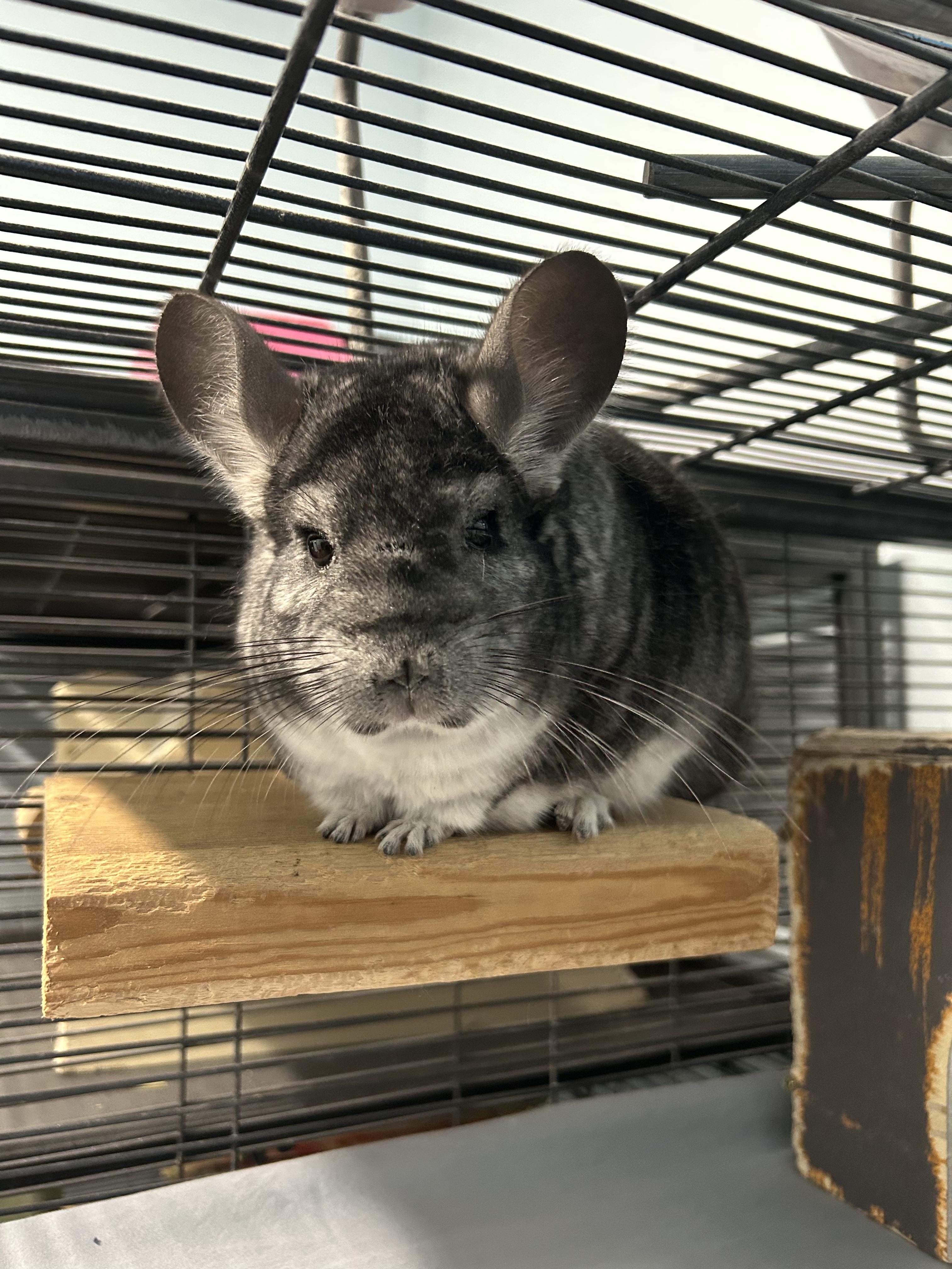 Seymour, a Adoptable Chinchilla in Edgewood, MD image 1/5
