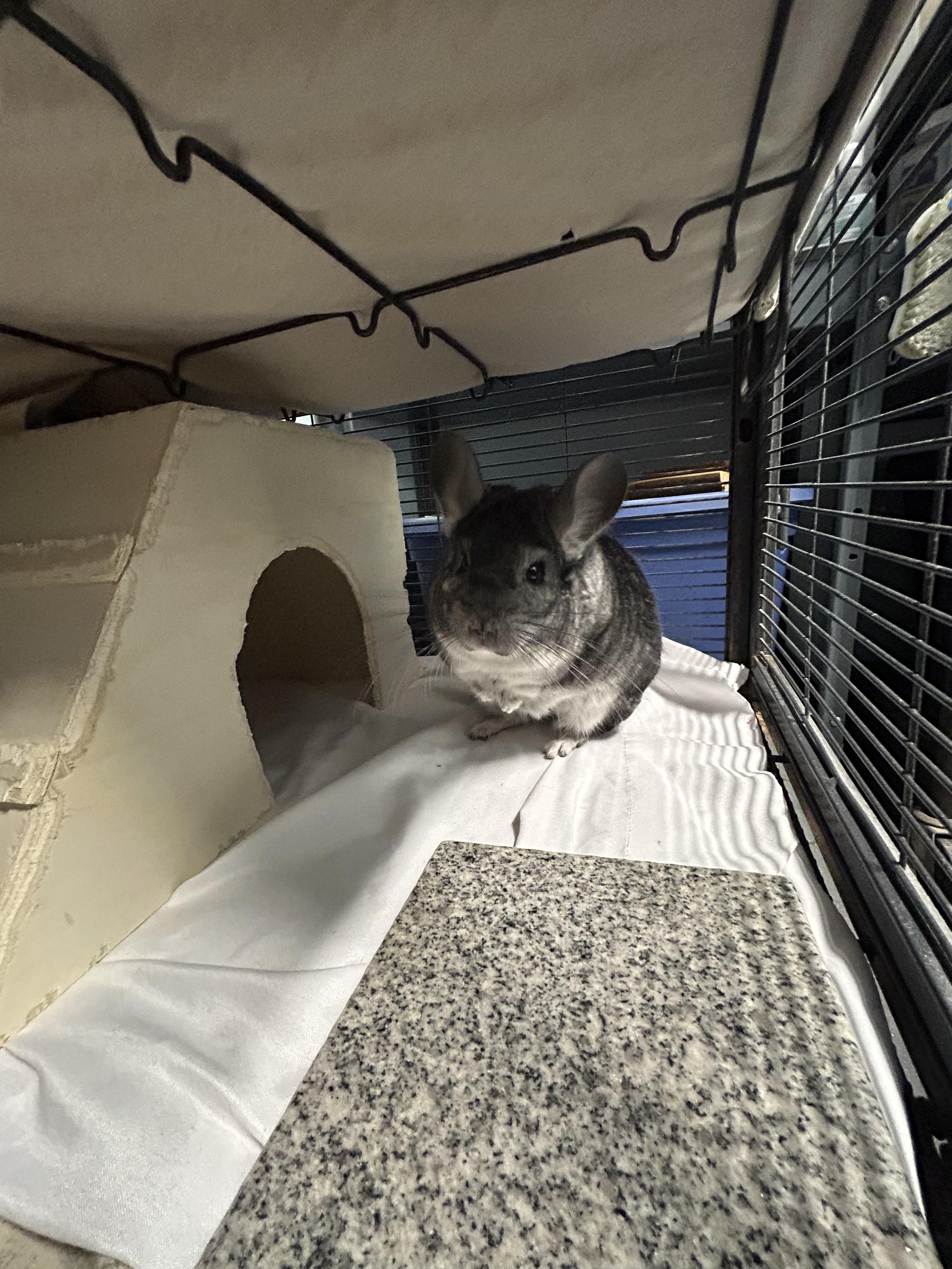 Seymour, a Adoptable Chinchilla in Edgewood, MD image 5/5
