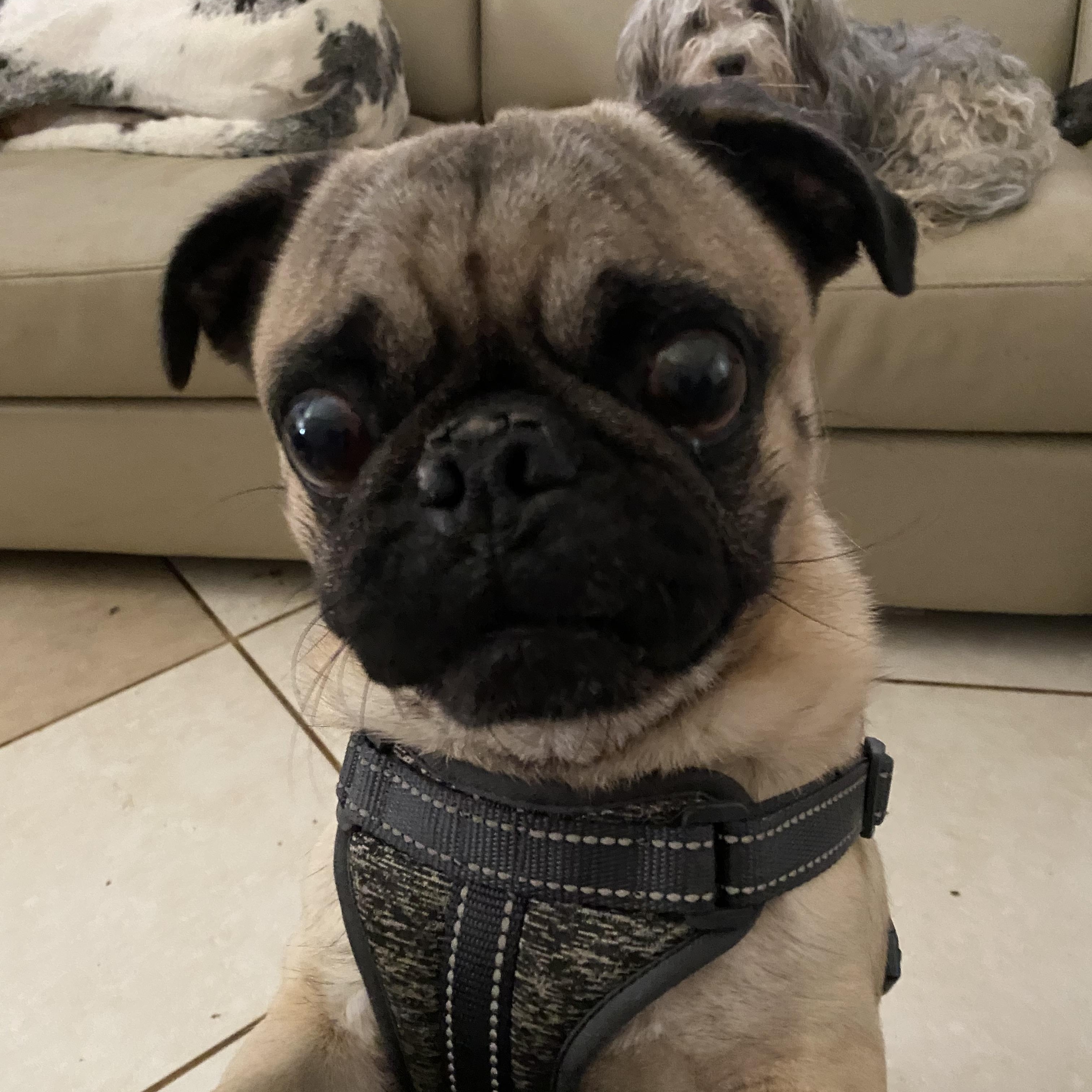 Lucas, a Adoptable Pug image 2/3