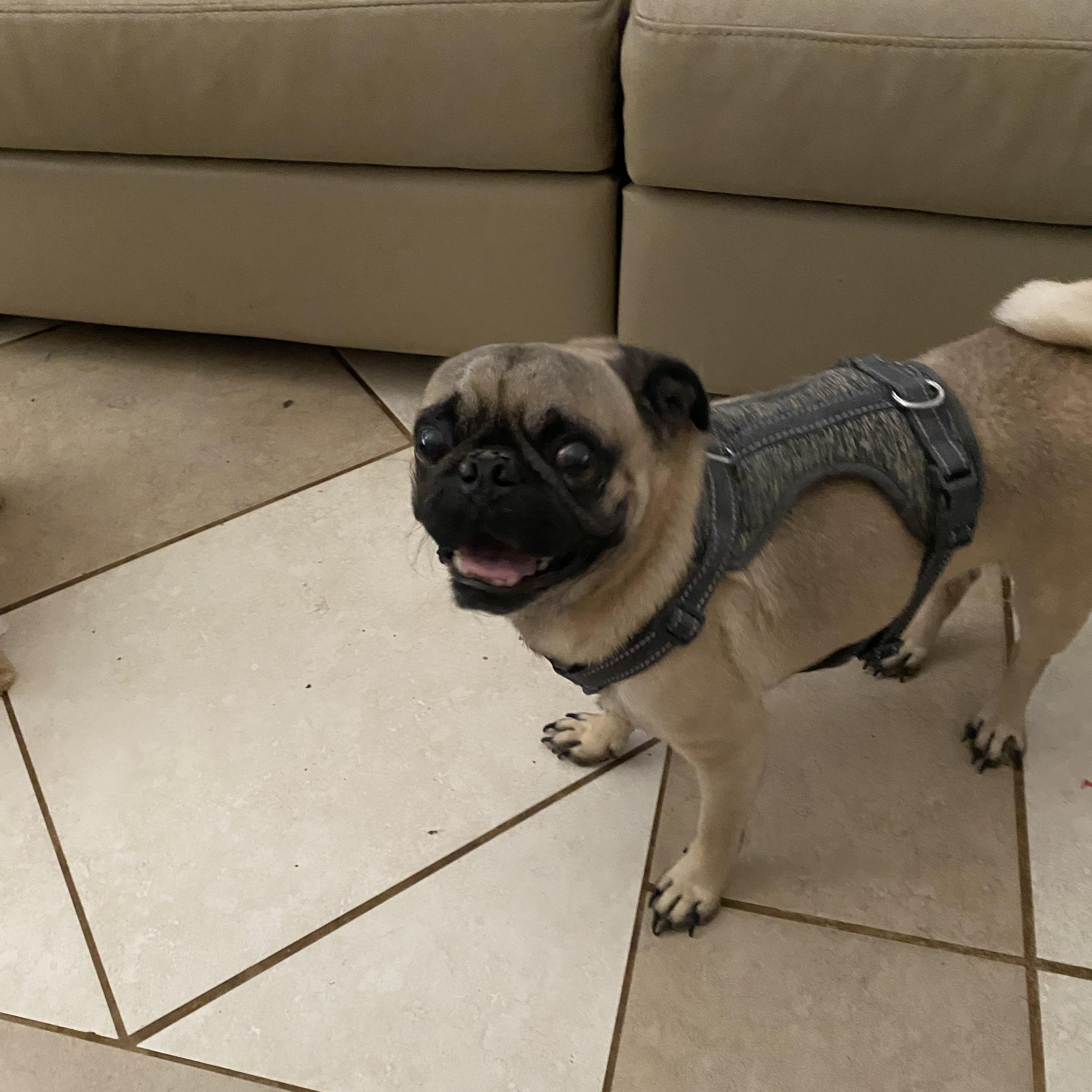 Lucas, a Adoptable Pug image 3/3