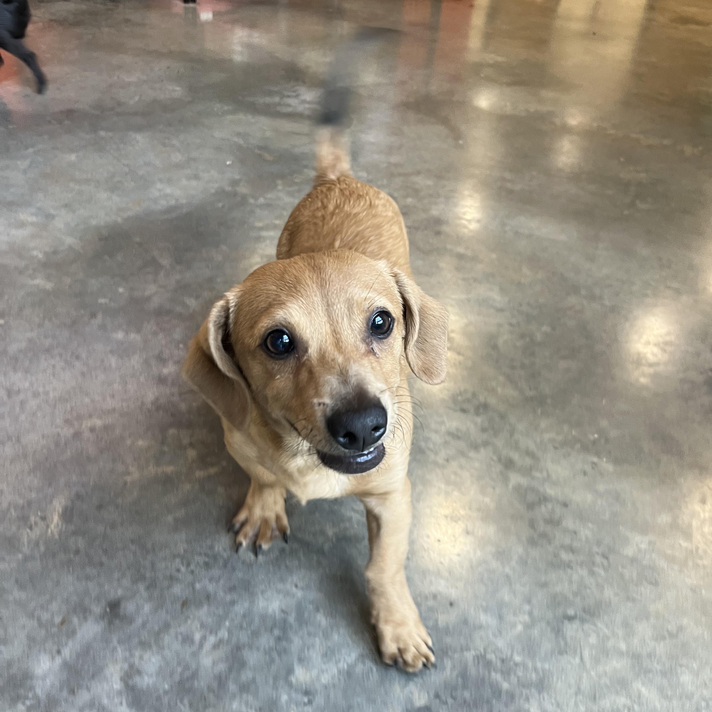 Enlarge Poof, an adopted Dachshund in Salisbury, NC image 3/6