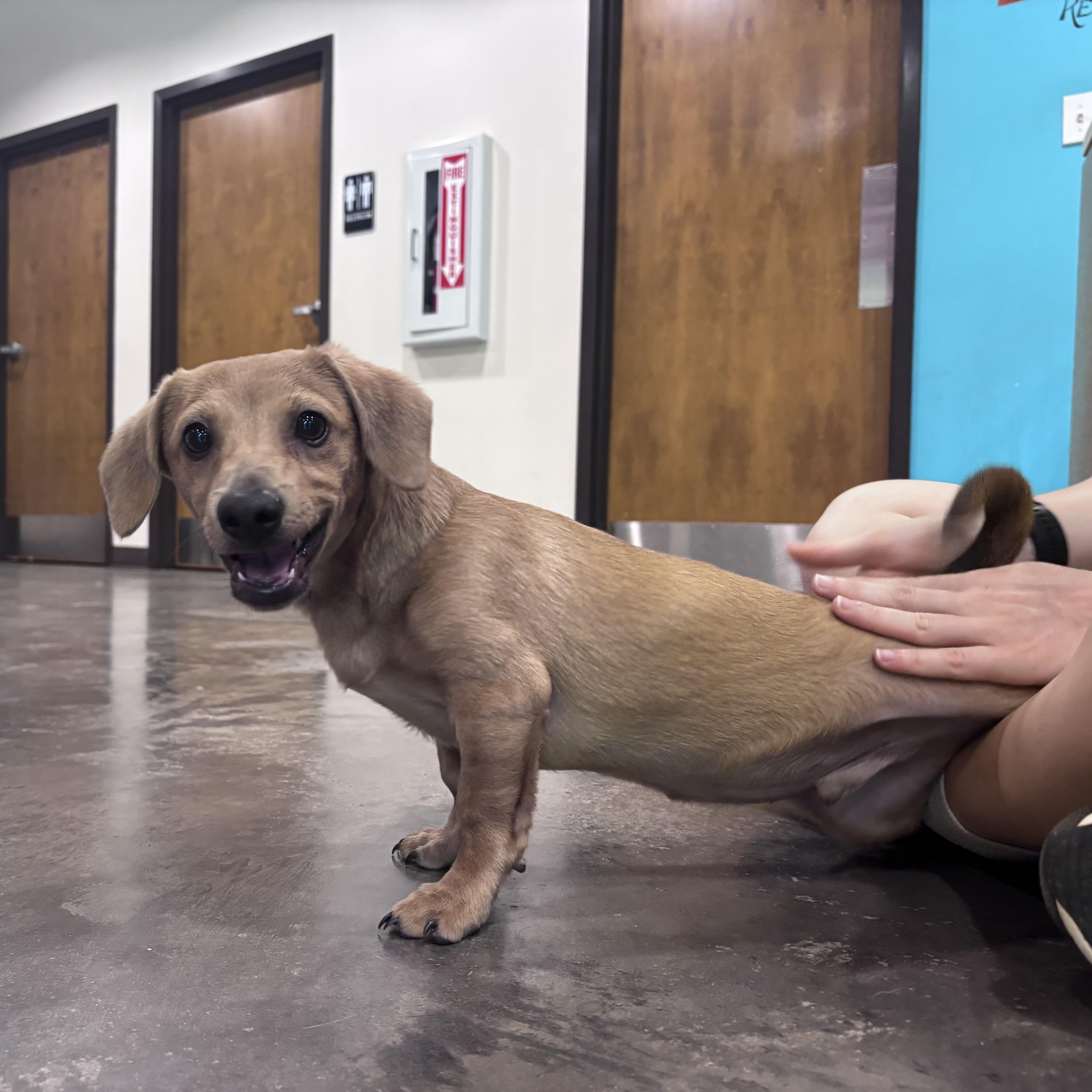 Enlarge Poof, an adopted Dachshund in Salisbury, NC image 6/6