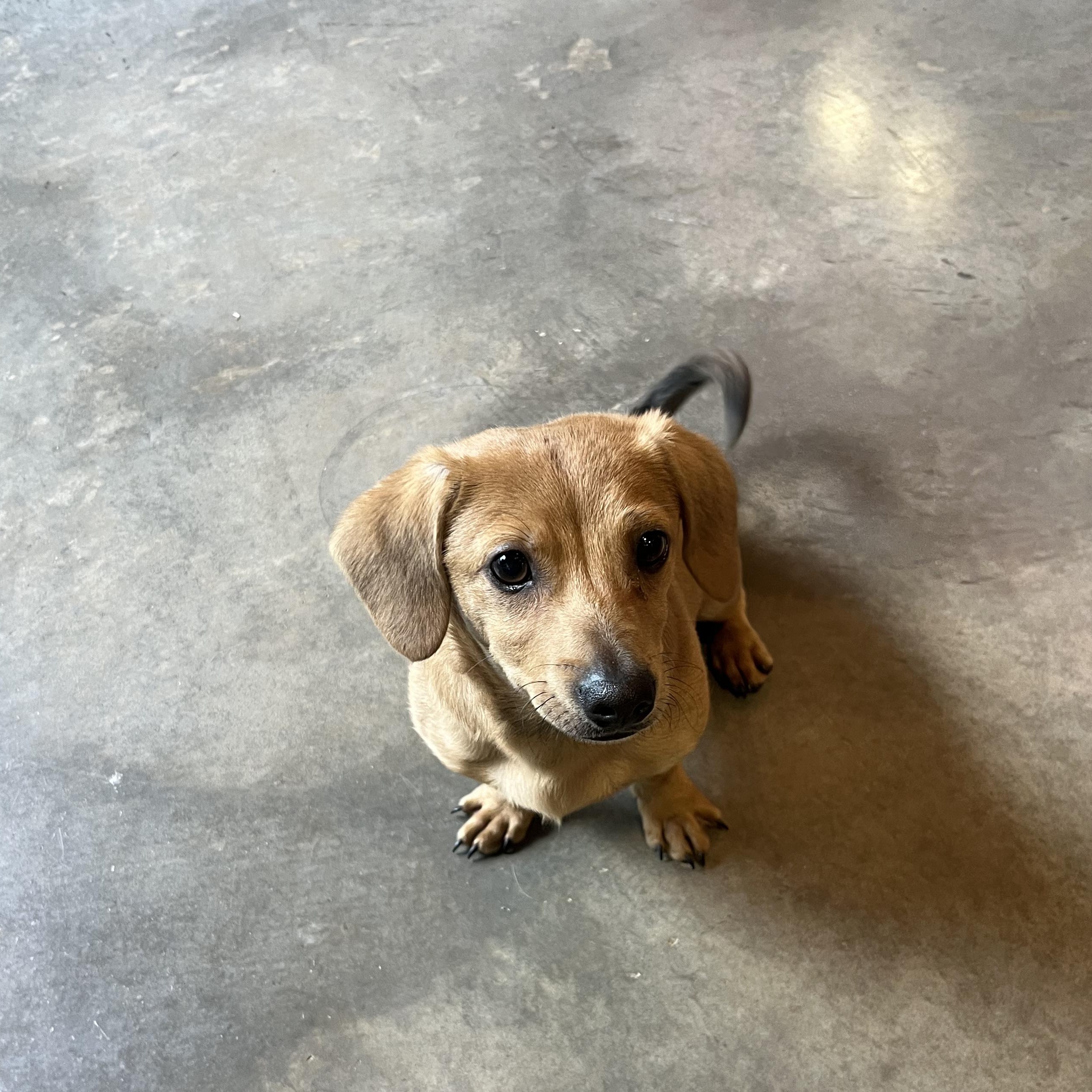 Enlarge Poof, an adopted Dachshund in Salisbury, NC image 2/6