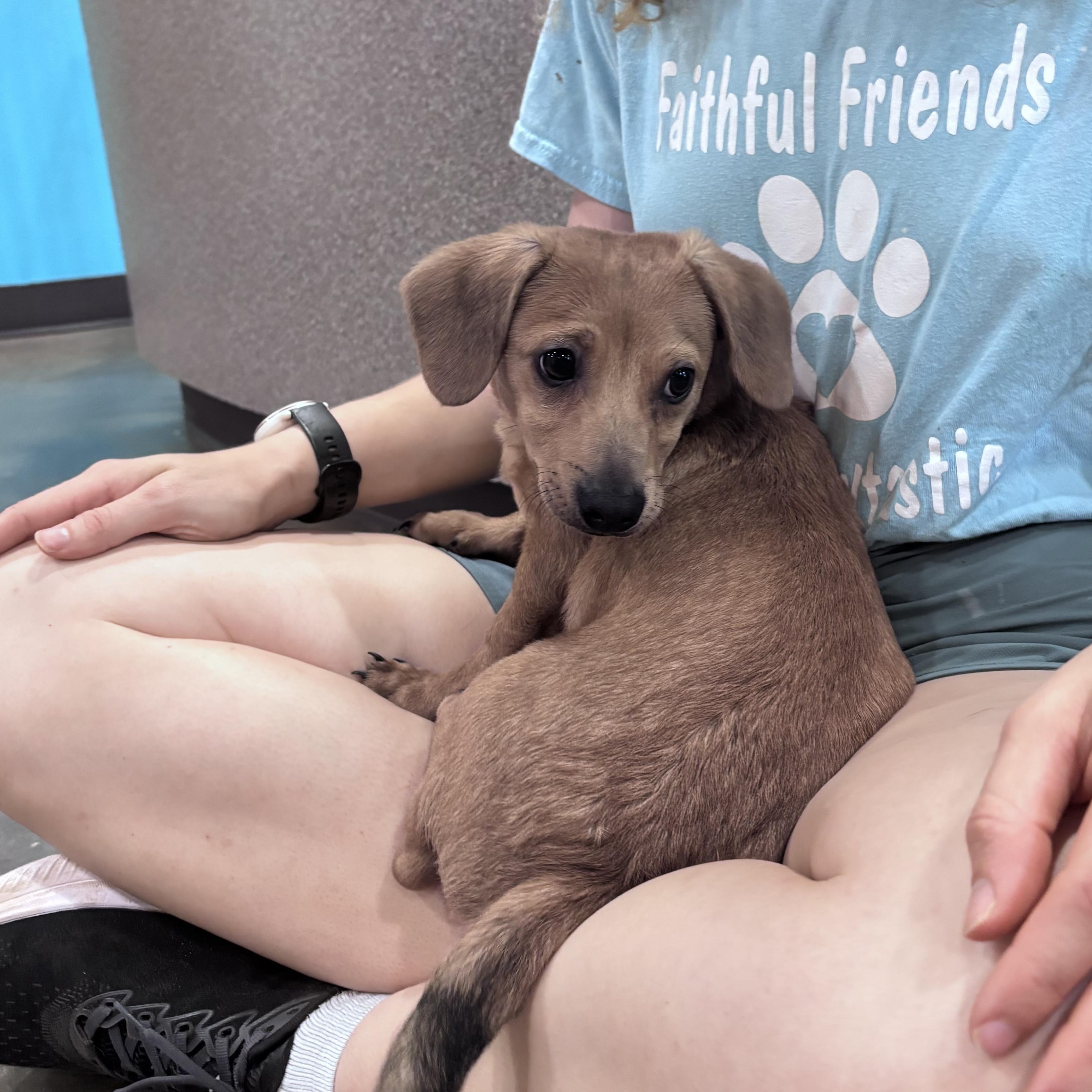 Poof, adopted, Puppy Male Dachshund.
