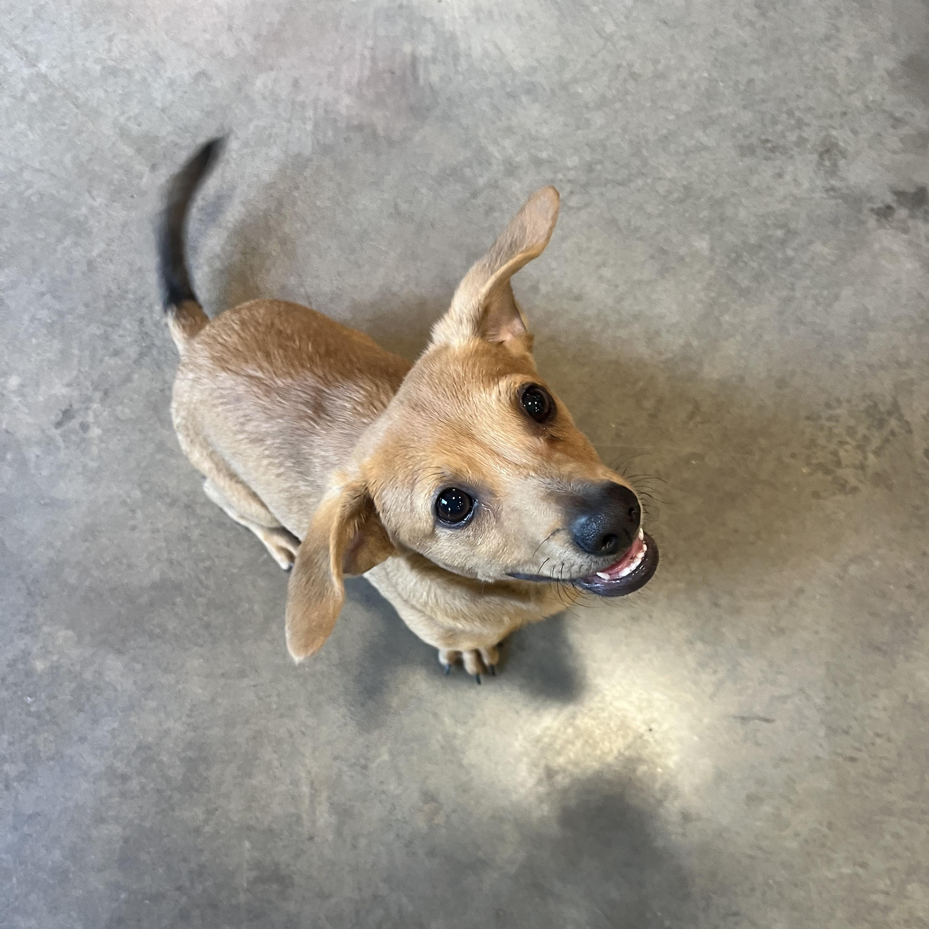 Enlarge Poof, an adopted Dachshund in Salisbury, NC image 5/6