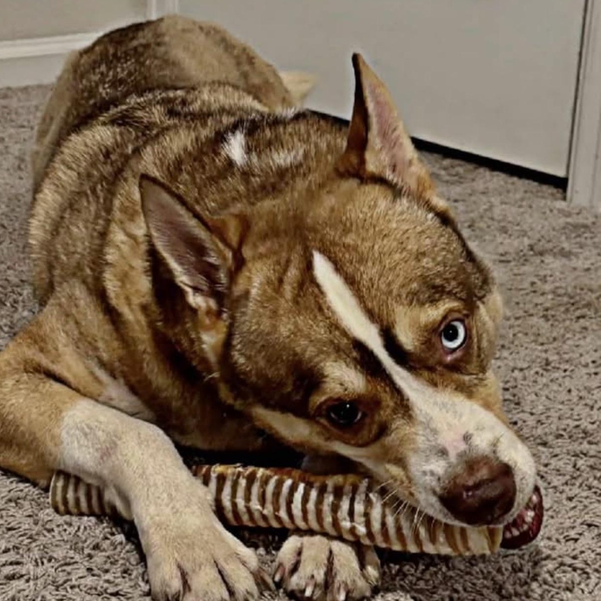 Enlarge Oslo Sweet, Playful, Kid-Loving Best Friend, a Adoptable mixed breed in Grand Rapids, MI image 5/6