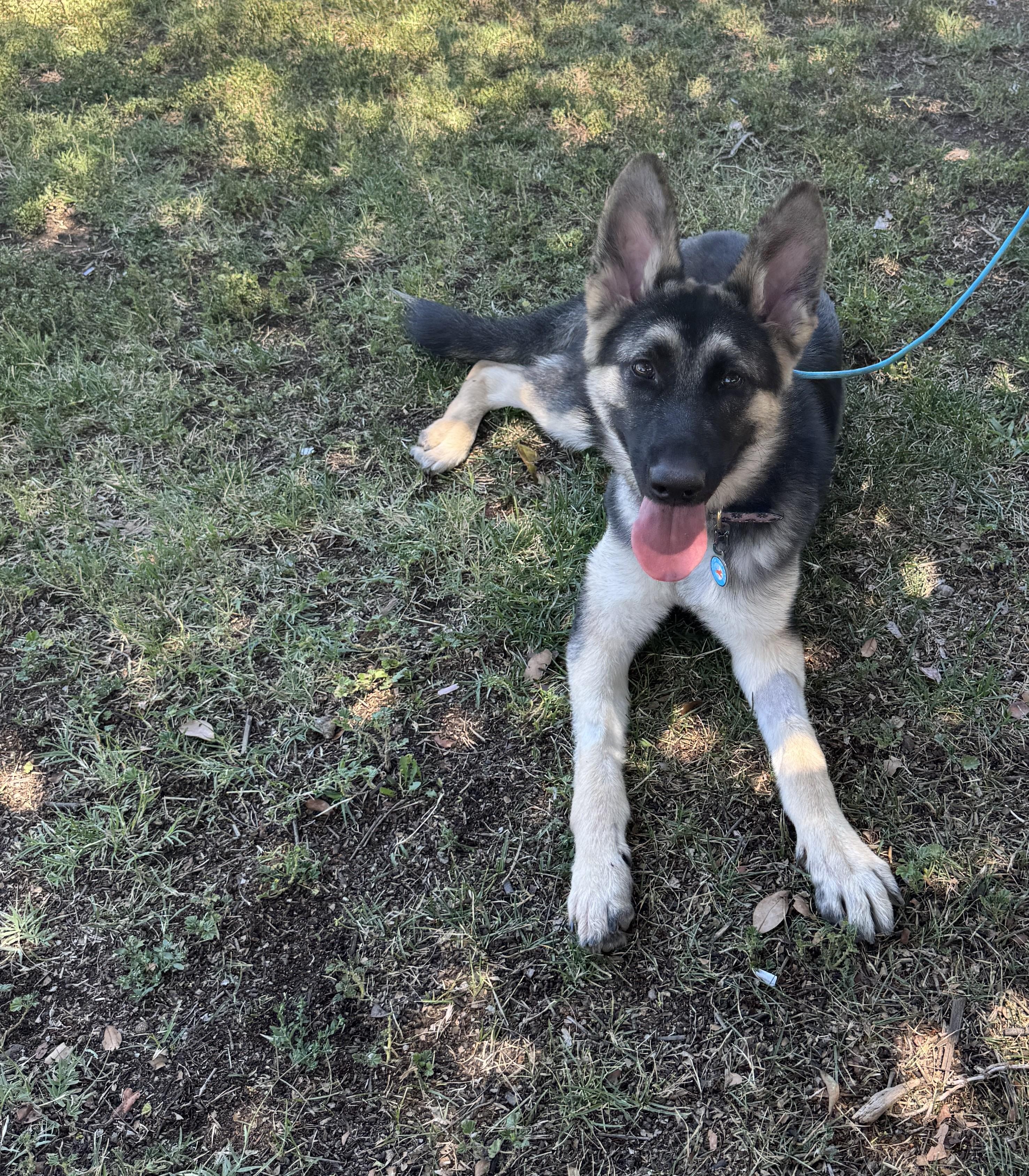 Enlarge Petunia, a Adopted German Shepherd Dog in Encino, CA image 5/5