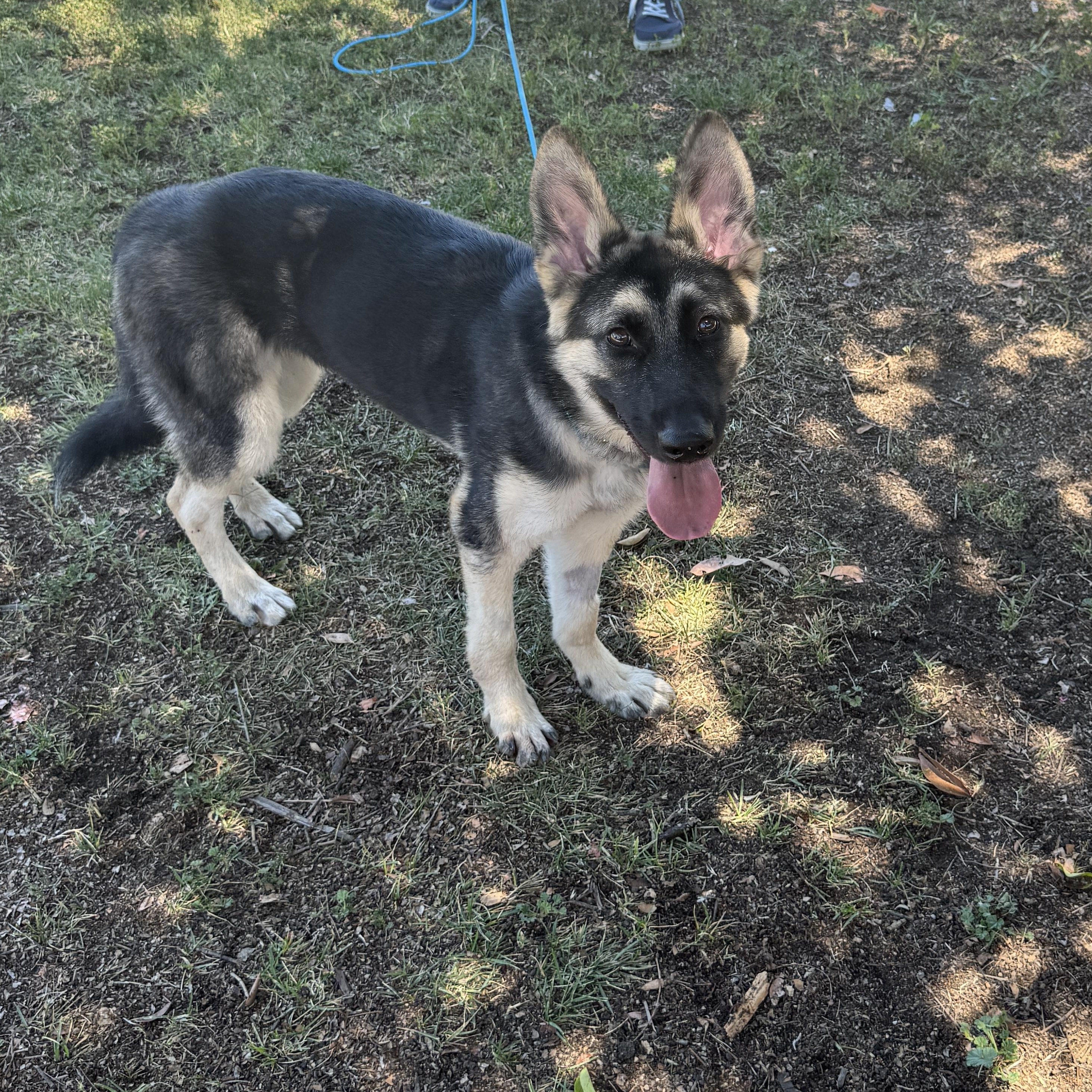 Enlarge Petunia, a Adopted German Shepherd Dog in Encino, CA image 3/5