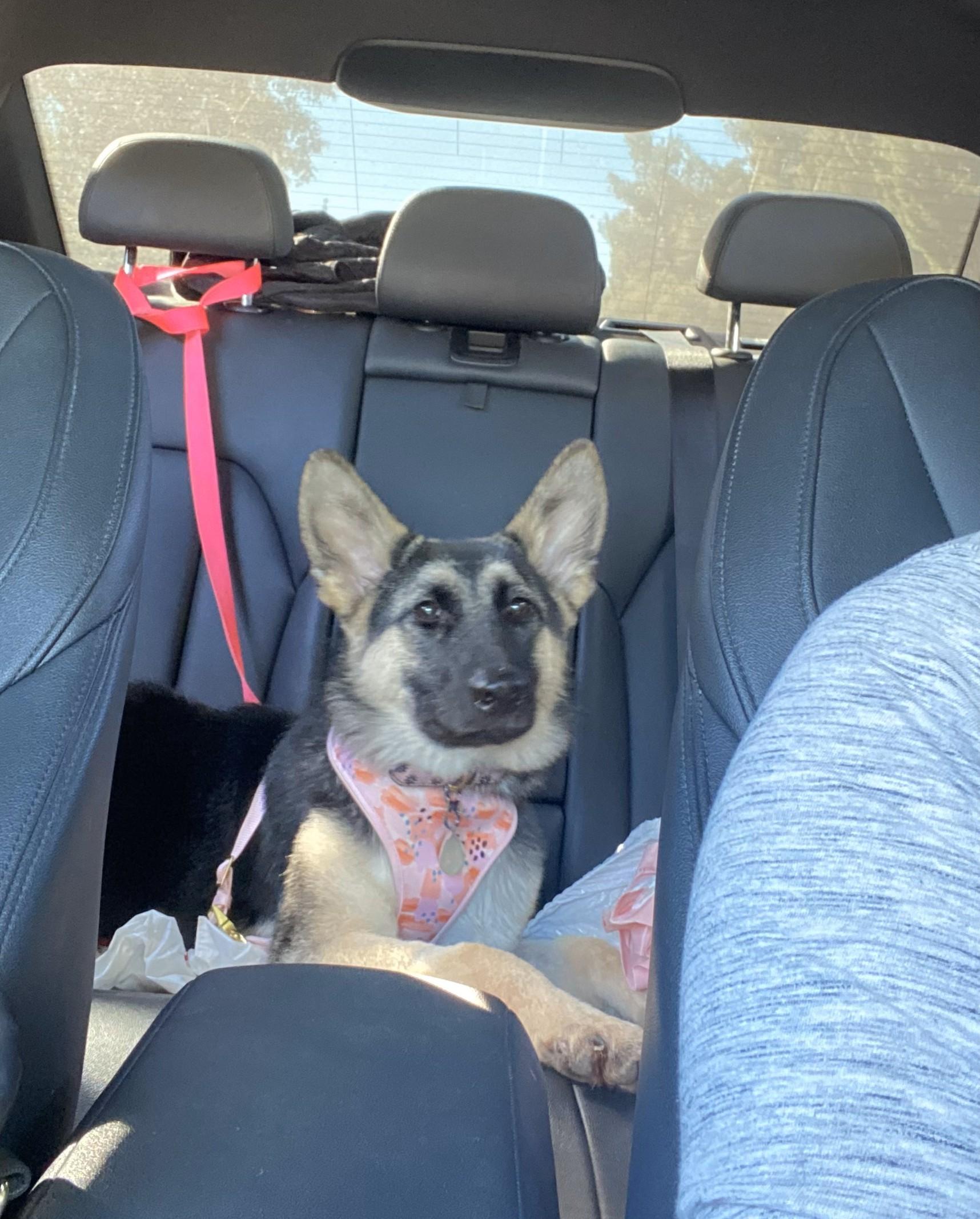 Enlarge Petunia, a Adopted German Shepherd Dog in Encino, CA image 2/5