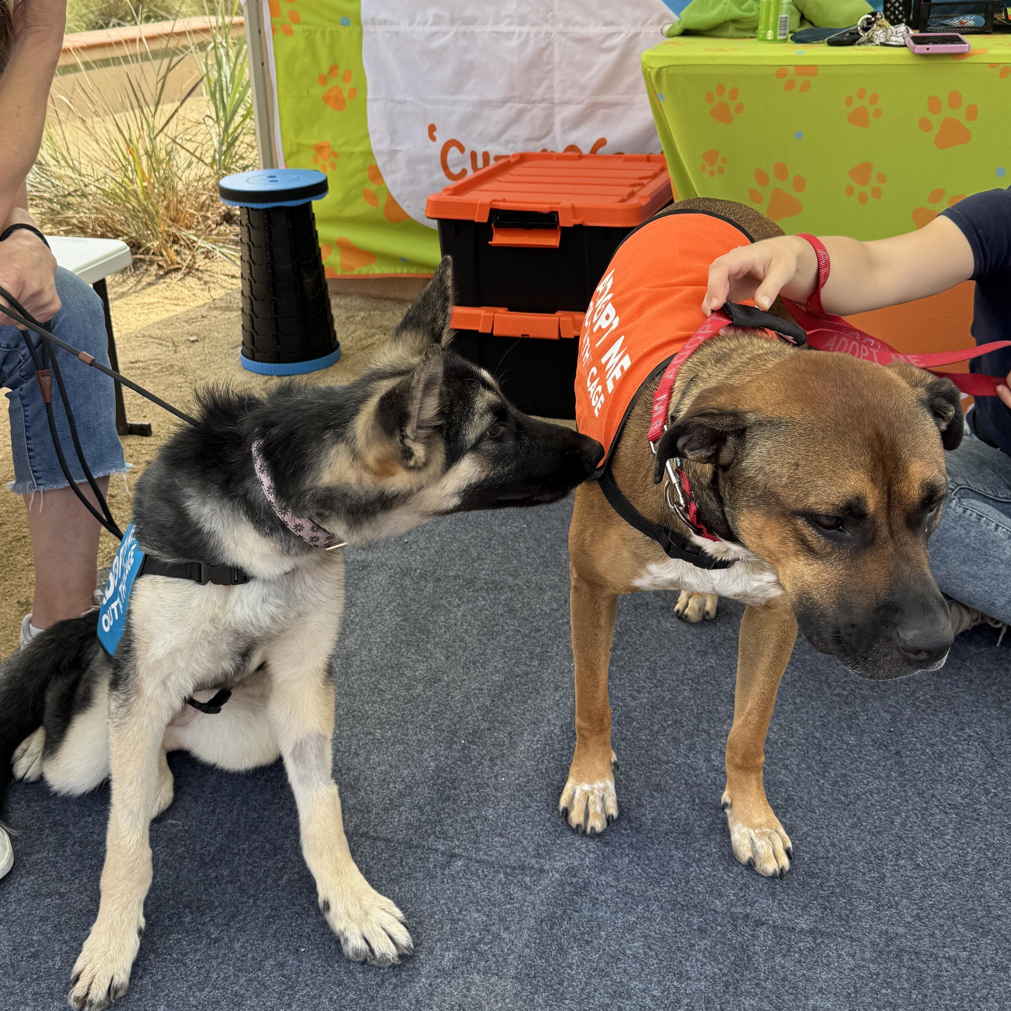 Enlarge Petunia, a Adopted German Shepherd Dog in Encino, CA image 4/5