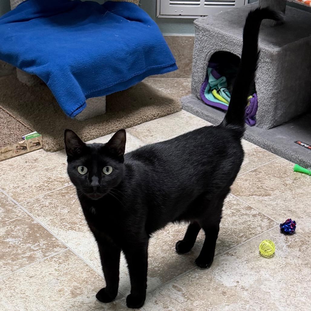 Bean, Adoptable, Adult Male Domestic Short Hair.