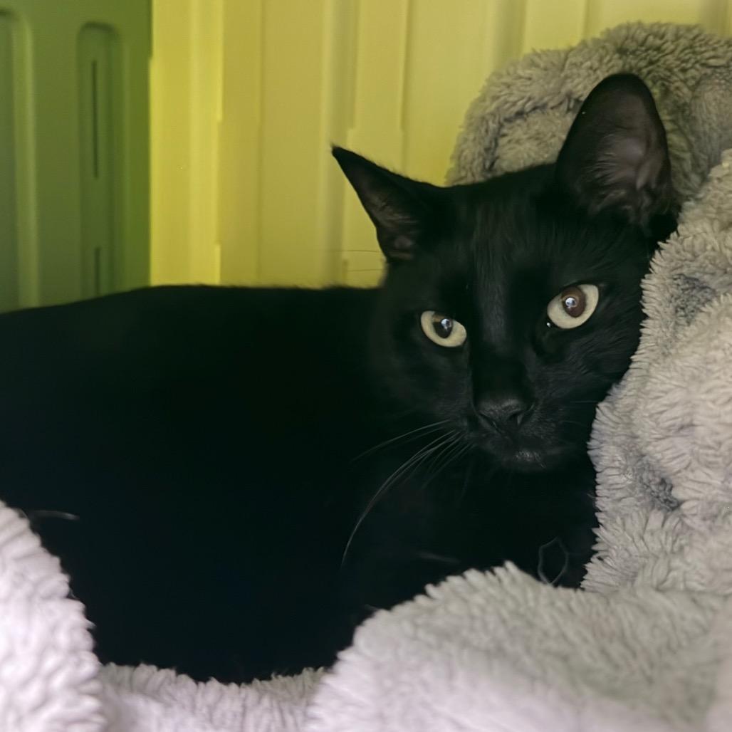 Bean, a Adoptable Domestic Short Hair in Titusville, FL image 2/3