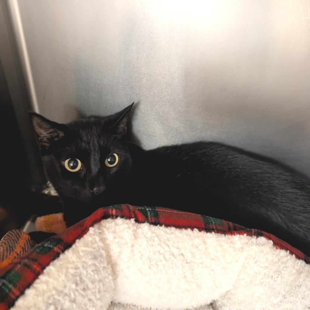 Bean, a Adoptable Domestic Short Hair in Titusville, FL image 3/3