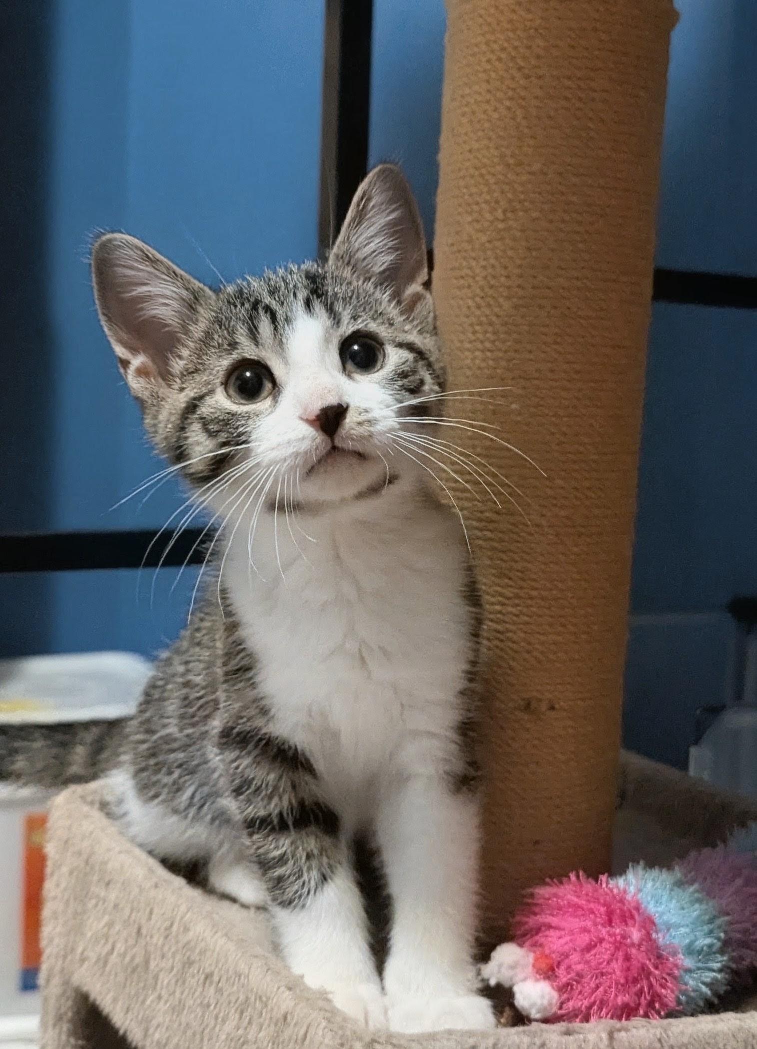 Enlarge Draco, a Adoptable Tabby in Stoney Creek, ON image 1/4