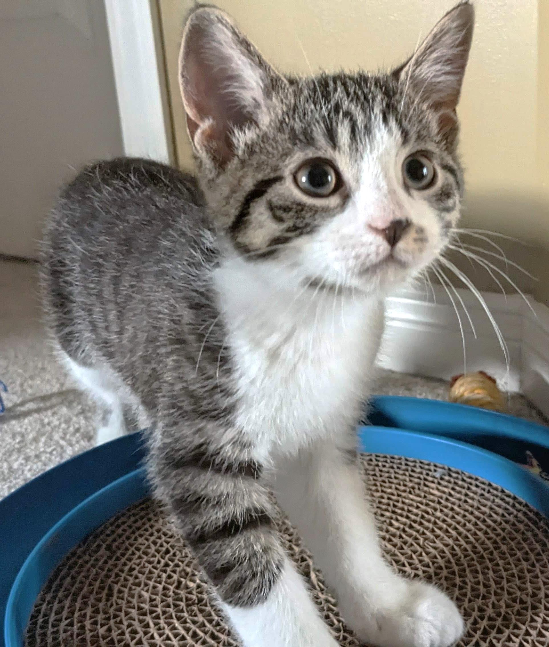 Enlarge Draco, a Adoptable Tabby in Stoney Creek, ON image 4/4