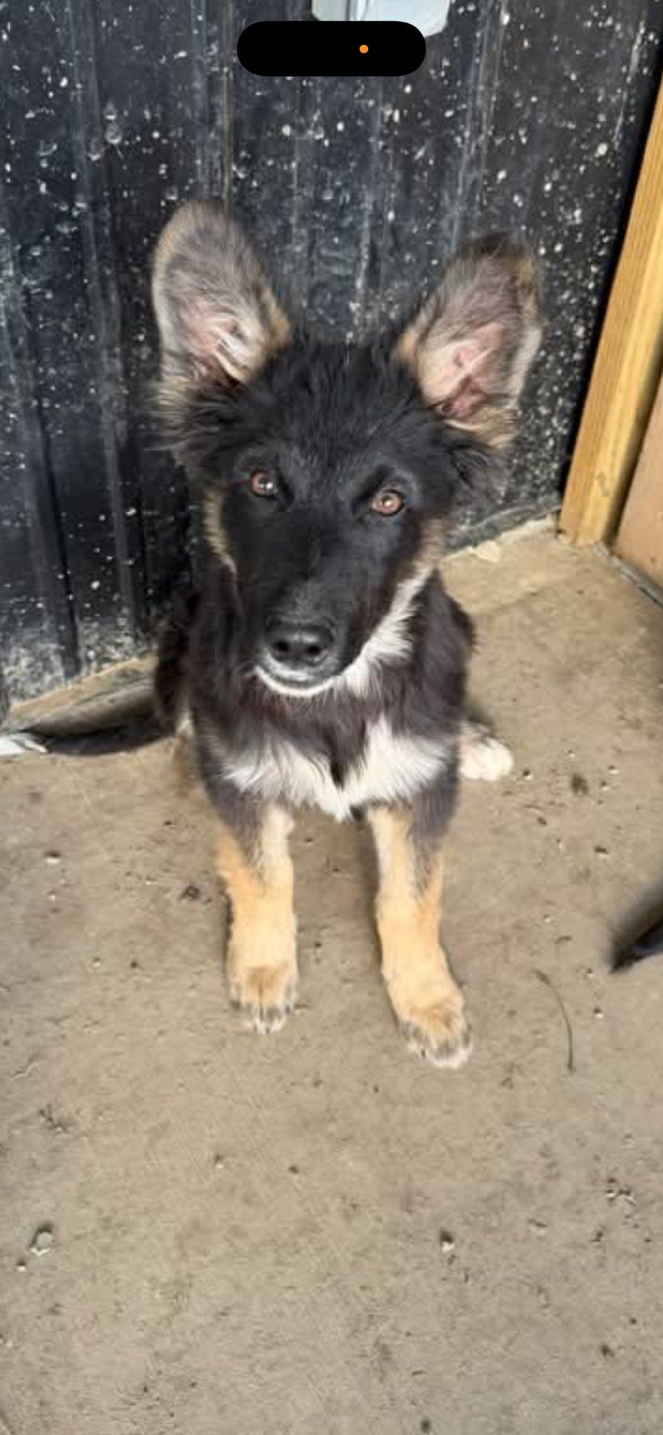 Terrific Two Diesel thumbnail 3