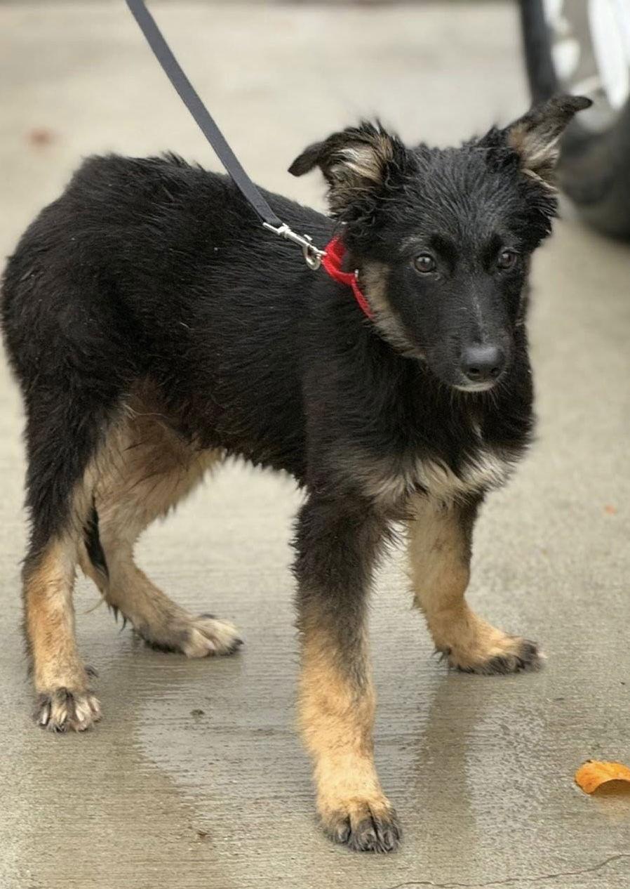 Terrific Two Diesel thumbnail 4