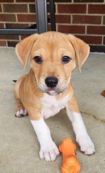 Enlarge Big brother, a Adopted mixed breed in Louisville, OH image 2/2
