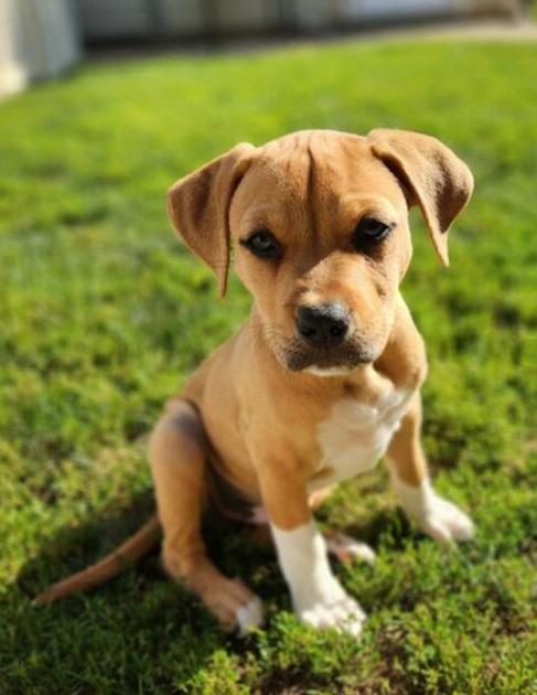 Enlarge Big brother, a Adoptable mixed breed in Louisville, OH image 2/2