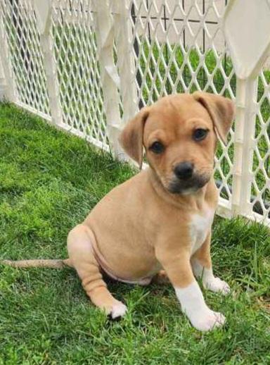 Big brother, Adoptable, Puppy Male Boxer & Terrier.