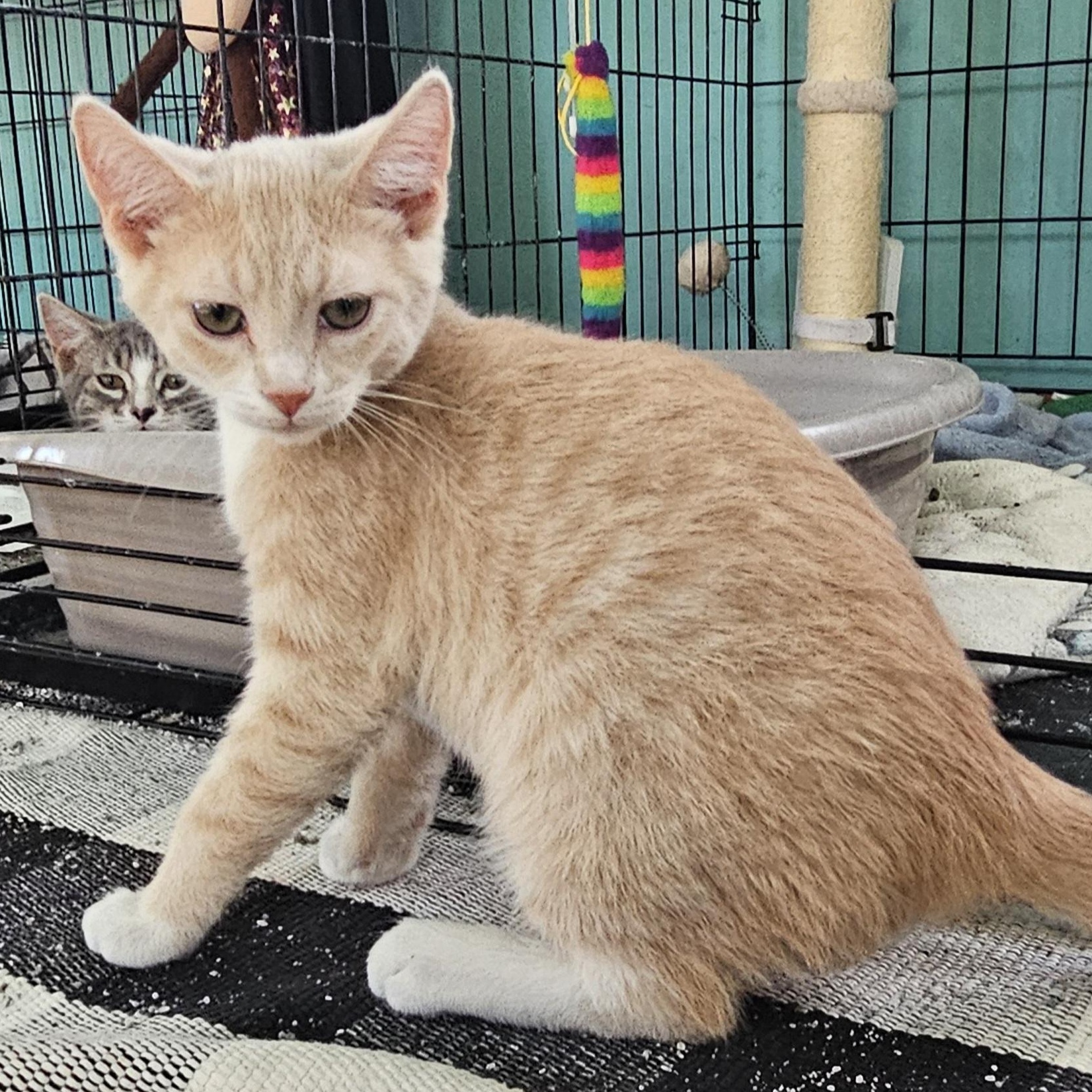 Enlarge Berry, a ADOPTABLE mixed breed in Ellensburg, WA image 2/6