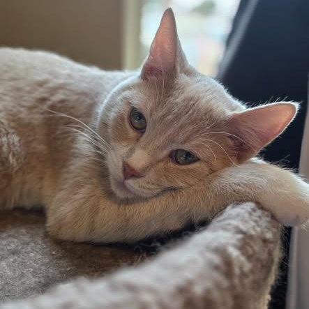 Enlarge Berry, a ADOPTABLE mixed breed in Ellensburg, WA image 1/6