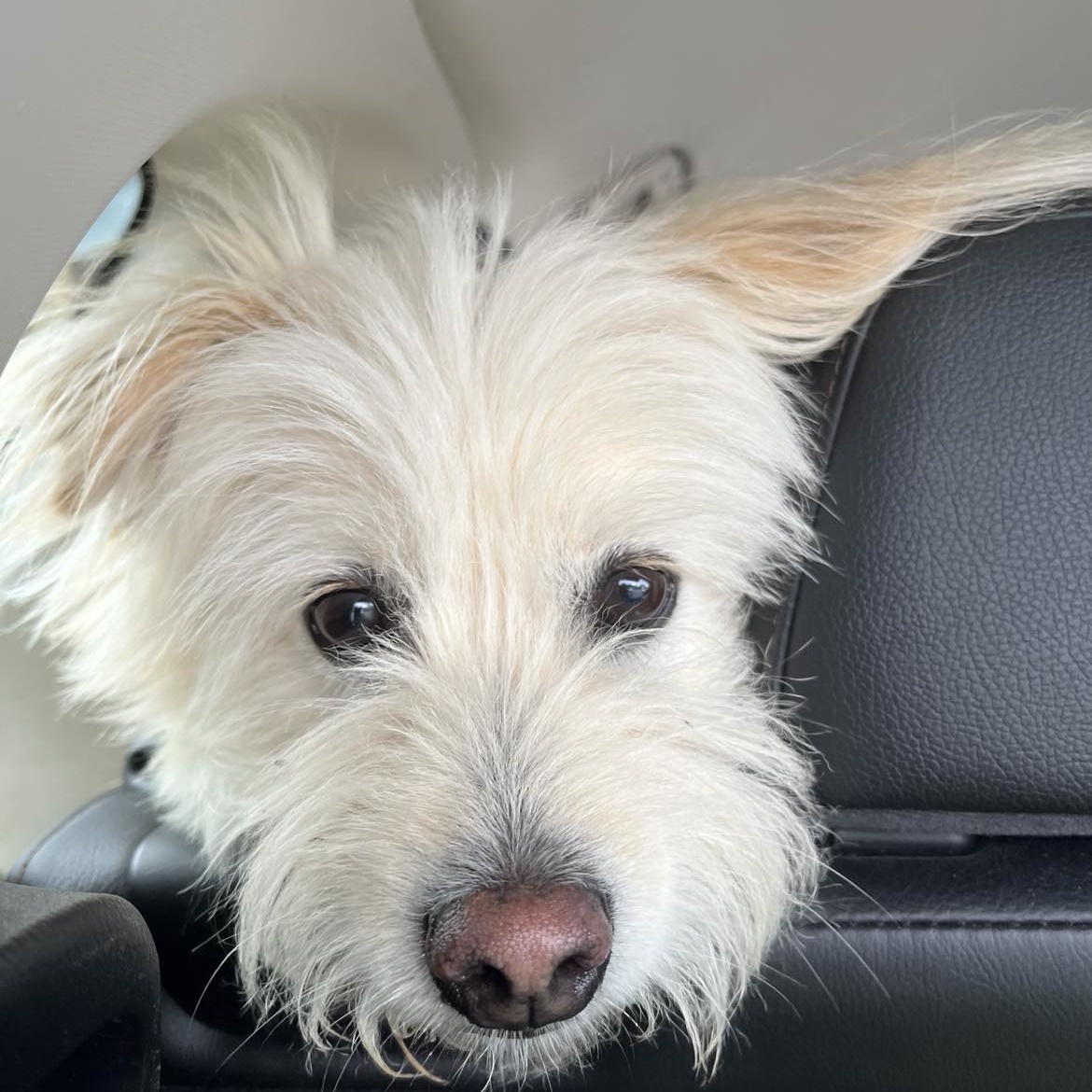 Stevie, Adult Male Maltese