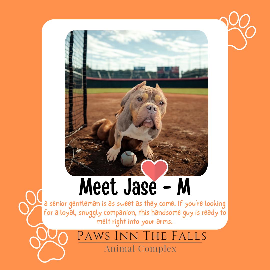Jase, ADOPTABLE, Senior Male American Bully.