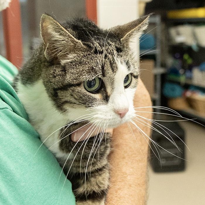 Enlarge Callie, a ADOPTABLE Domestic Short Hair in Slidell, LA image 2/2