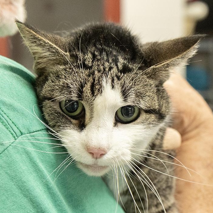 Callie, ADOPTABLE, Senior Female Domestic Short Hair.