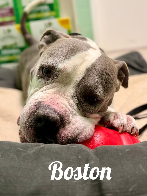 Enlarge Boston, a ADOPTABLE mixed breed in Manistee, MI image 1/3