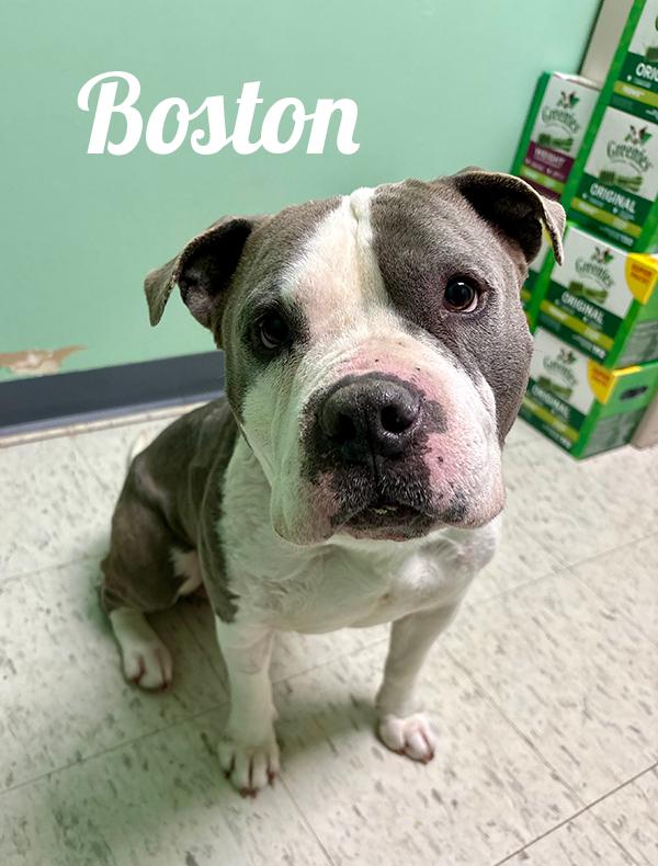 Enlarge Boston, a ADOPTABLE mixed breed in Manistee, MI image 2/3