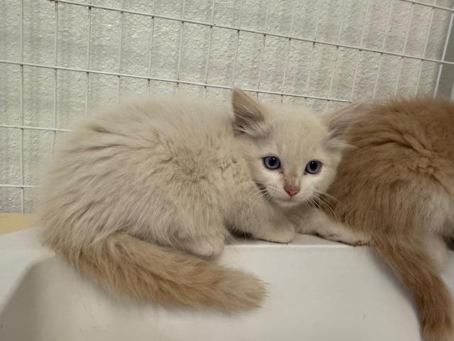 Enlarge Catfish, a Adoptable Siamese in Grand Junction, CO image 2/3