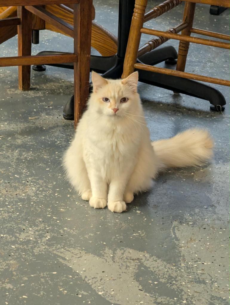 Enlarge Catfish, a Adoptable Siamese in Grand Junction, CO image 3/3