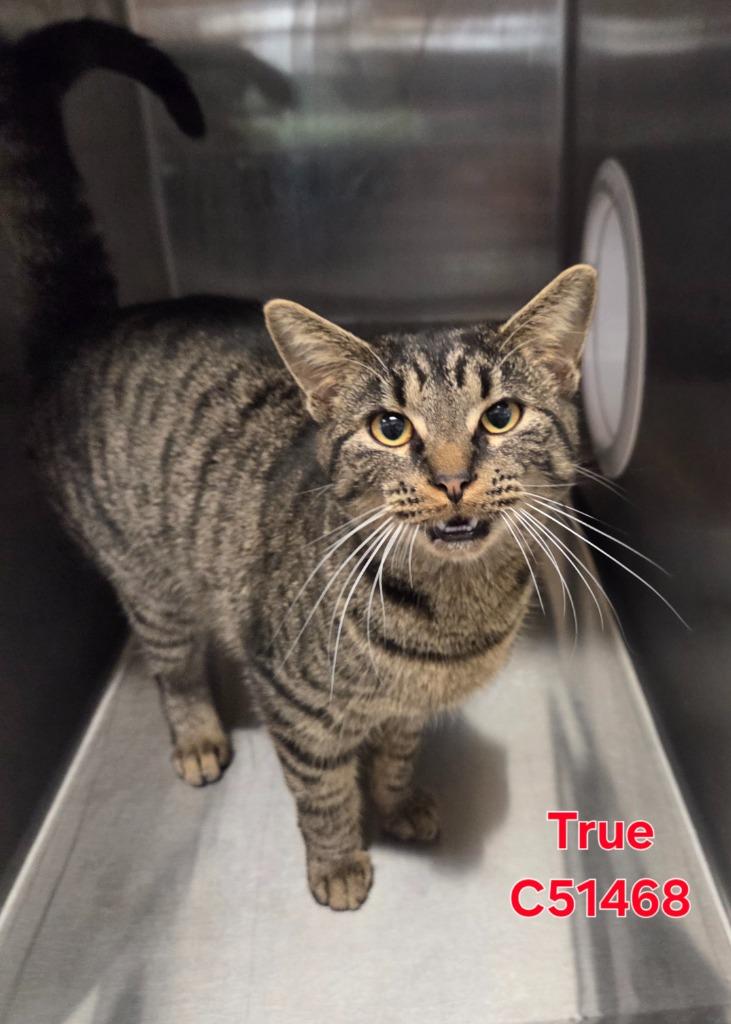 True, a Adoptable mixed breed in Clarksville, TN image 1/2