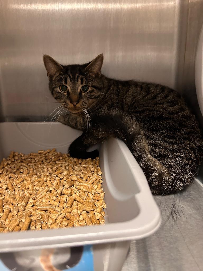 True, a Adoptable mixed breed in Clarksville, TN image 2/2