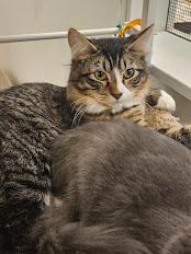 Stripes, Adoptable, Young Male Domestic Short Hair.