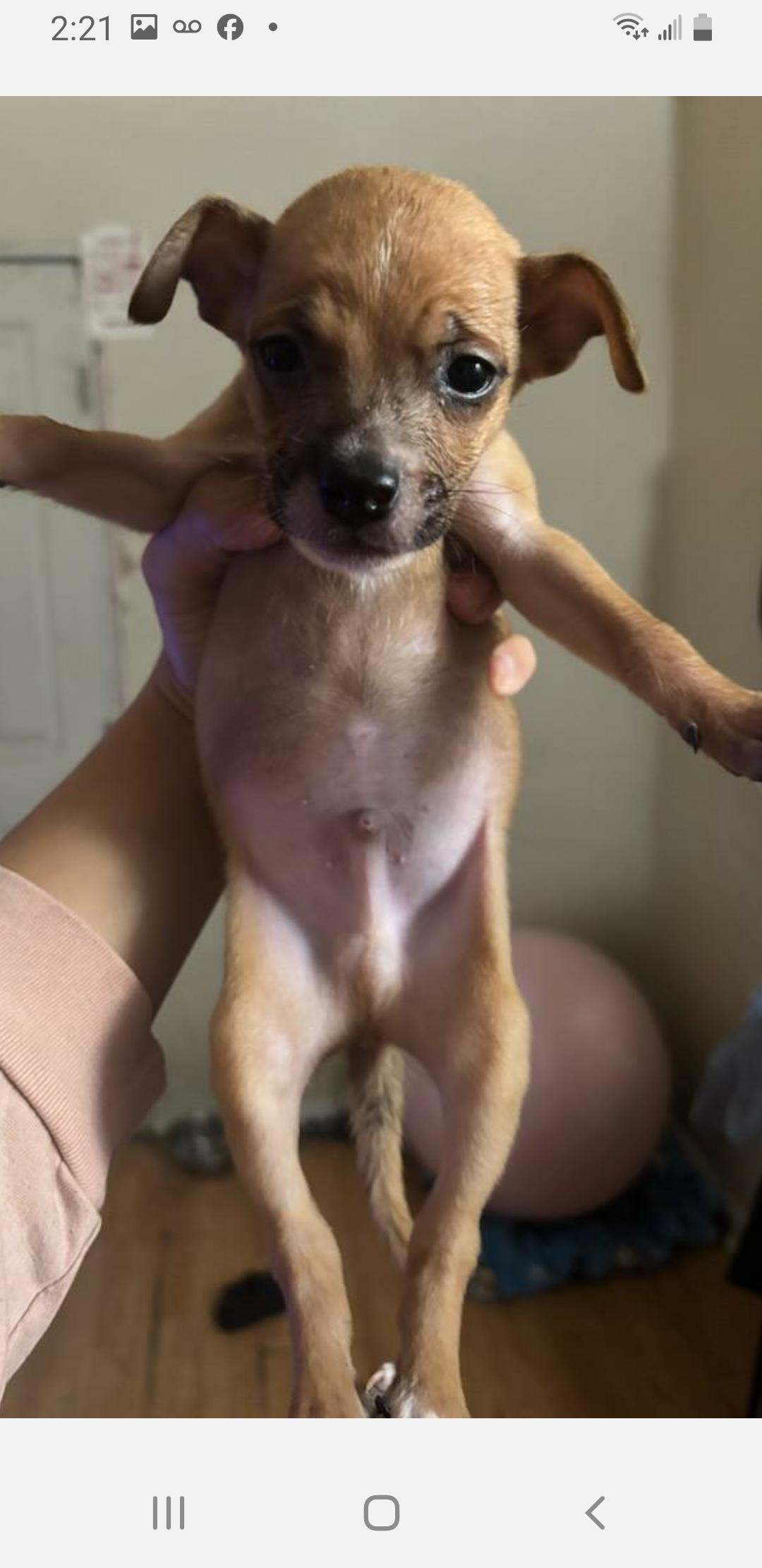 Benny, Adopted, Puppy Male Chihuahua & Toy Fox Terrier.