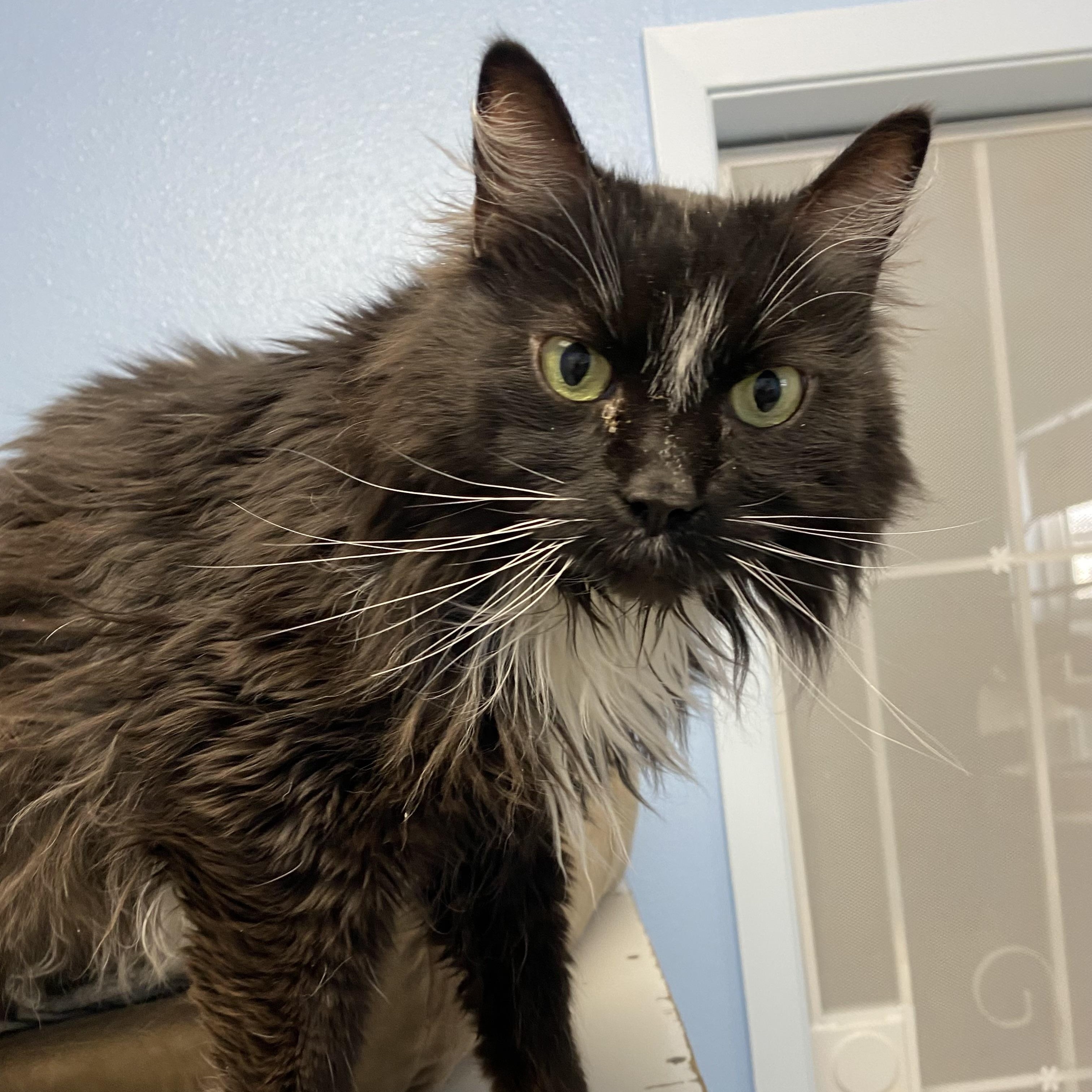 Enlarge Psychee, a ADOPTABLE Domestic Long Hair in Choteau, MT image 3/3