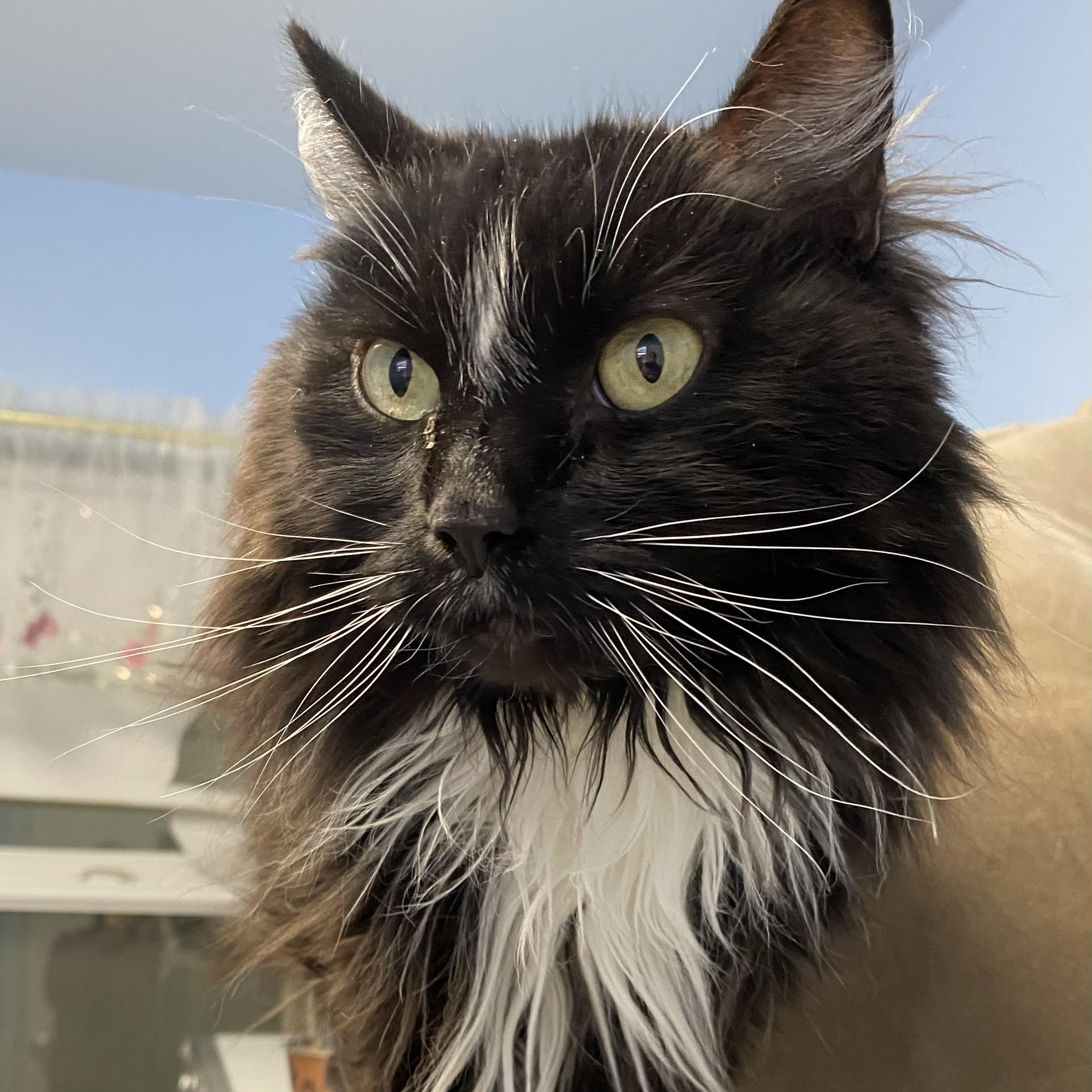 Enlarge Psychee, a ADOPTABLE Domestic Long Hair in Choteau, MT image 2/3