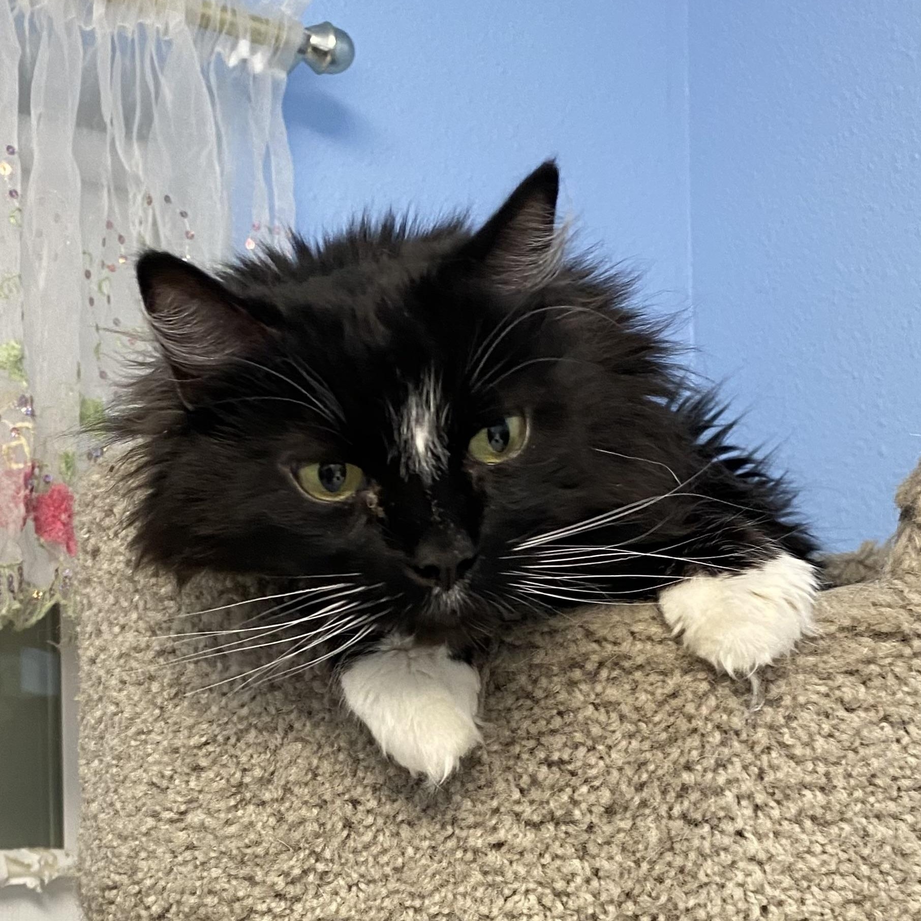 Enlarge Psychee, a ADOPTABLE Domestic Long Hair in Choteau, MT image 1/3